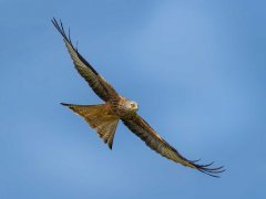 Gordon Mills-Red Kite Wales-Highly Commended.jpg